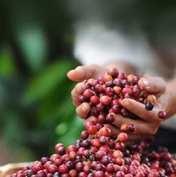 Nescafé Dolce Gusto Cortado Espresso Macchiato Capsules - 90 Koffiecups -Koffiedranken 1192x1200