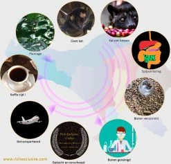 Kopi Luwak Koffie. 35 Gram Ongemalen Bonen. Direct Trade. Single Origin. The Original By Rich.Exclusive. -Koffiedranken 1200x1153 1