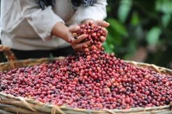 Nescafé Gold Oploskoffie - 6 Potten à 200 Gram -Koffiedranken 1200x798 7