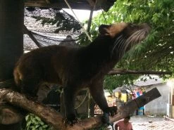 Kopi Luwak Koffie. 35 Gram Ongemalen Bonen. Direct Trade. Single Origin. The Original By Rich.Exclusive. -Koffiedranken 1200x900 2