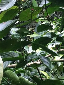 Kopi Luwak Koffie. 35 Gram Ongemalen Bonen. Direct Trade. Single Origin. The Original By Rich.Exclusive. -Koffiedranken 900x1200 1